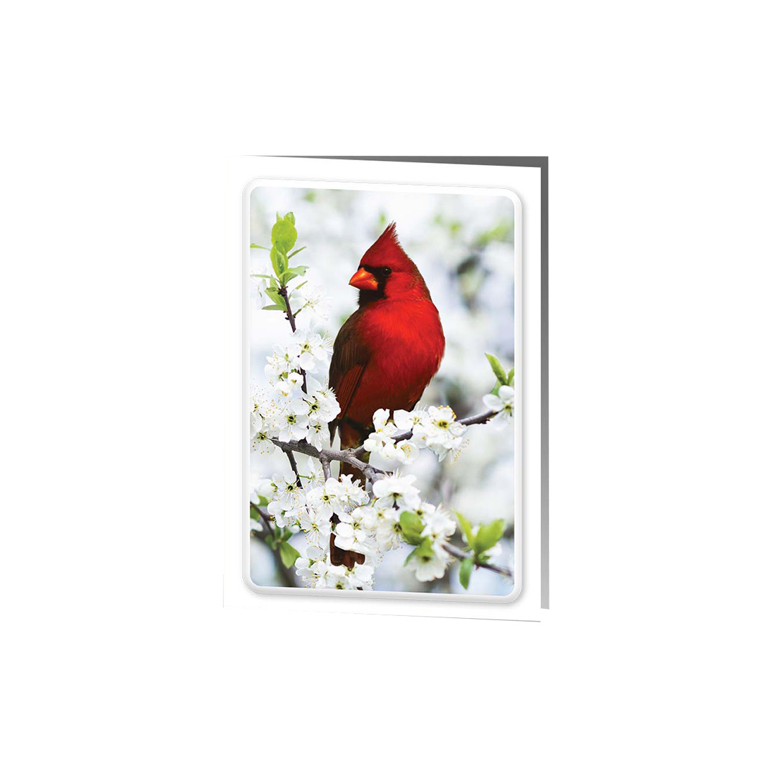 Cardinal Service Record / Memorial Folder