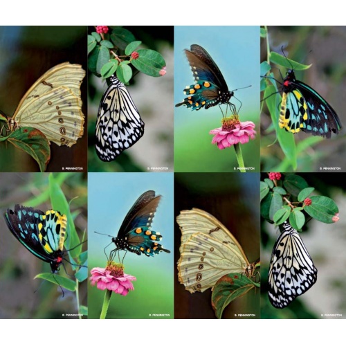 Butterflies Series 8-up Prayer Cards