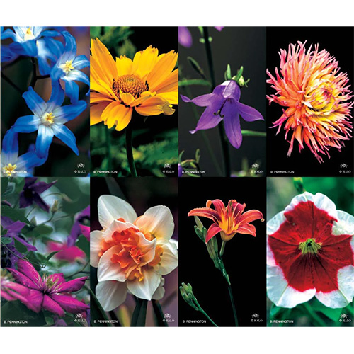 Bouquet 8-up Prayer Cards Bouquet 8-up Prayer Cards