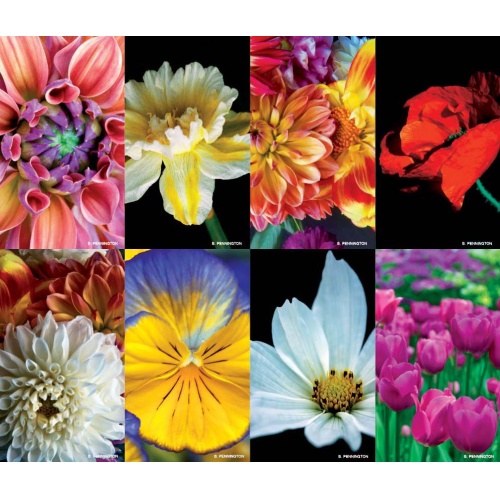 Blossom Series 8-up Prayer Cards